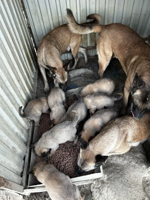 Căței belgian malinois