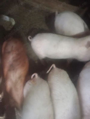 Vanzare soldani pietrian