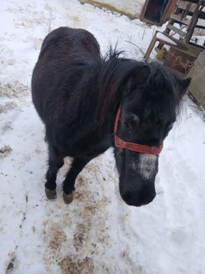 ponei de vănzare - imagine 2