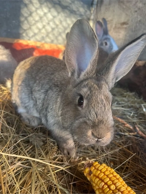 Iepurasi de vanzare-3 luni-Cap de lei&Urias german 