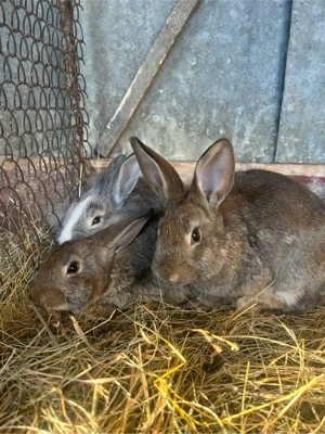 Iepurasi de vanzare-3 luni-Cap de lei&Urias german  - imagine 3