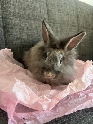 Iepurasi de vanzare-3 luni-Cap de lei&Urias german  - imagine 2