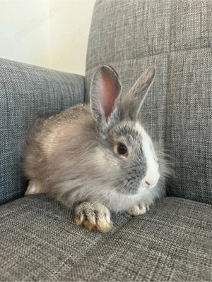 Iepurasi de vanzare-3 luni-Cap de lei&Urias german  - imagine 5