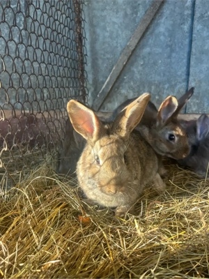 Iepurasi de vanzare-3 luni-Cap de lei&Urias german  - imagine 4