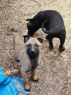 Căței Ciobănesc Belgian Malinois  - imagine 2