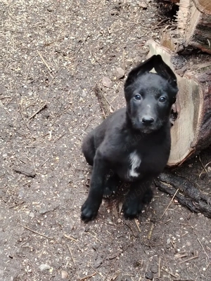 Căței Ciobănesc Belgian Malinois  - imagine 3