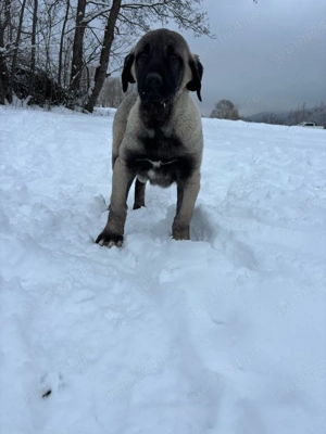 căței kangal malakli cu pedigree FCI 