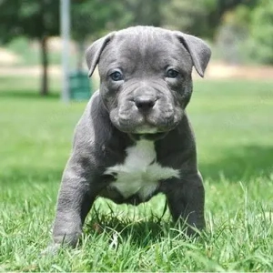 Pui amstaff femela! blue