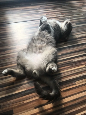 Imperecheri British - imagine 2