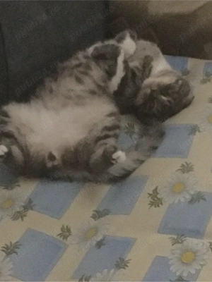 Imperecheri British - imagine 3