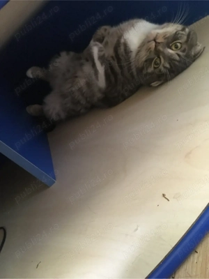 Imperecheri British - imagine 5