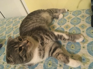 Imperecheri British - imagine 4