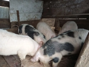 vand porci detalii la nr de telefon  