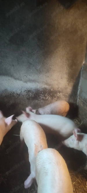 Soldani de vinzare marele alb  - imagine 3