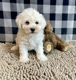Bichon maltez fata