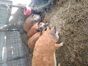 De vânzare porci mangalita  - imagine 2