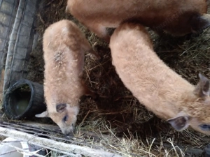 De vânzare porci mangalita  - imagine 3