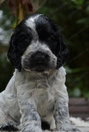 Cocker spaniol 2200 lei