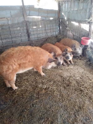 De vânzare porci mangalita - imagine 3