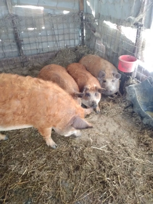 De vânzare porci mangalita - imagine 2