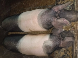 Vând porci bazna 120kg aprox - imagine 3