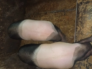 Vând porci bazna 120kg aprox - imagine 2