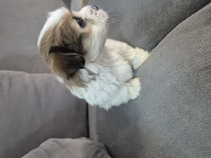 Cățeluși bichon havanez de vânzare  - imagine 2