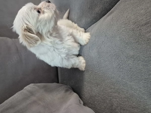 Cățeluși bichon havanez de vânzare  - imagine 3