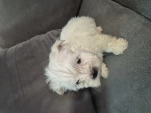 Cățeluși bichon havanez de vânzare 