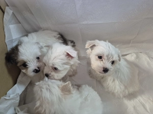 Cățeluși bichon havanez de vânzare  - imagine 4