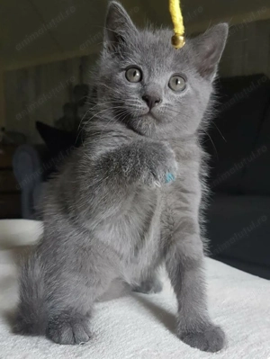 Albastru de Rusia Motanel 