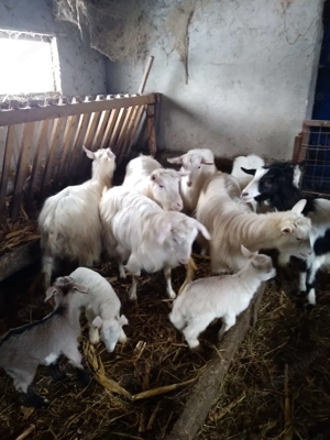 De vânzare capre și tap - imagine 3