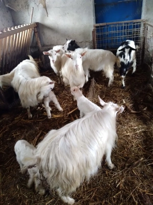 De vânzare capre și tap - imagine 5