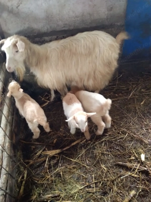 De vânzare capre și tap - imagine 4