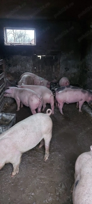 porci de carne  - imagine 2