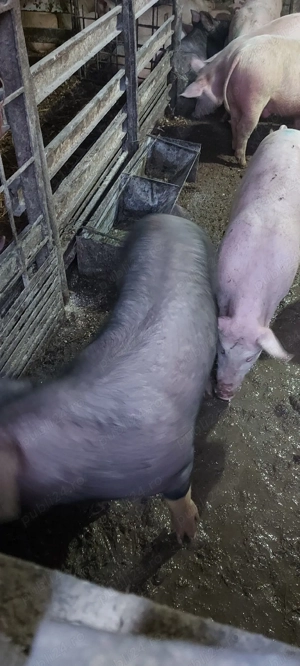 porci de carne  - imagine 4