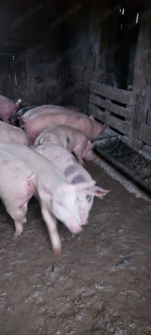 porci de carne  - imagine 3