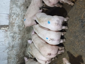 Purcei rasa de carne landras x duroc - imagine 4