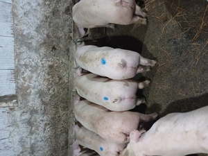 Purcei calitate 100% 50 kg. 