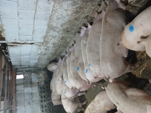 Purcei landras marele alb - imagine 3