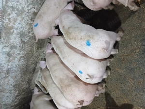 Purcei landras marele alb - imagine 2