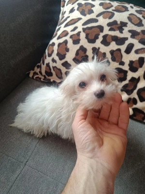 Cățeluși Bichon Maltez(Minitoy) - imagine 4