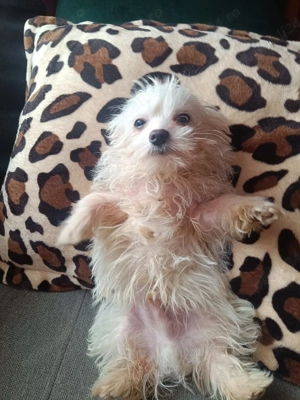 Cățeluși Bichon Maltez(Minitoy) - imagine 5