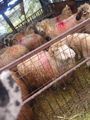 de vânzare  - imagine 2