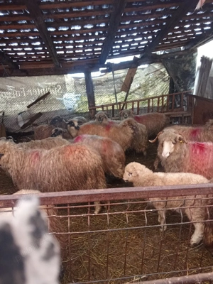 de vânzare  - imagine 4