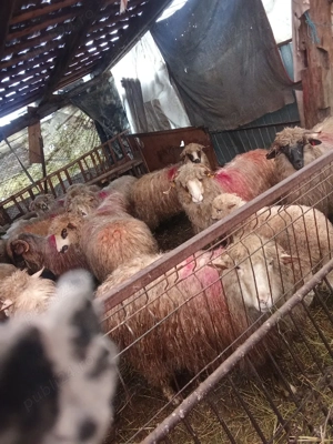 de vânzare  - imagine 5