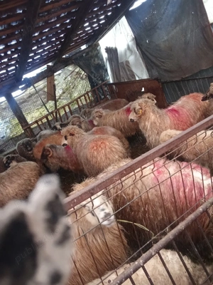 de vânzare  - imagine 3