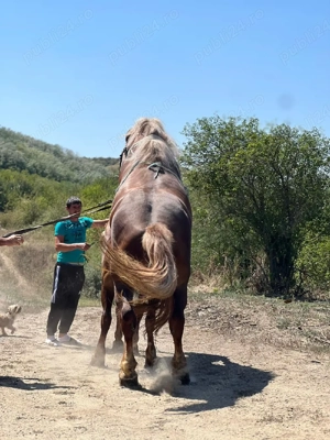 armasar de vânzare  - imagine 3