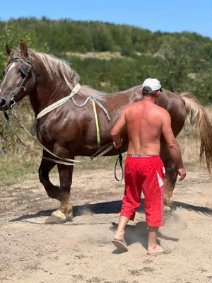 armasar de vânzare  - imagine 2