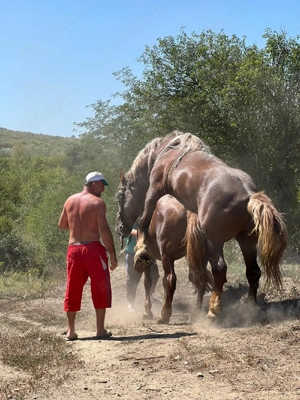 armasar de vânzare  - imagine 5